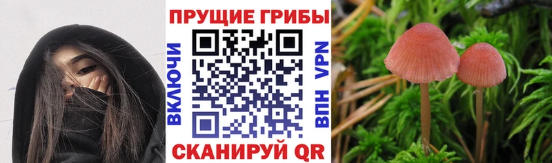 Псилоцибиновые грибы Psilocybine cubensis  Благодарный 
